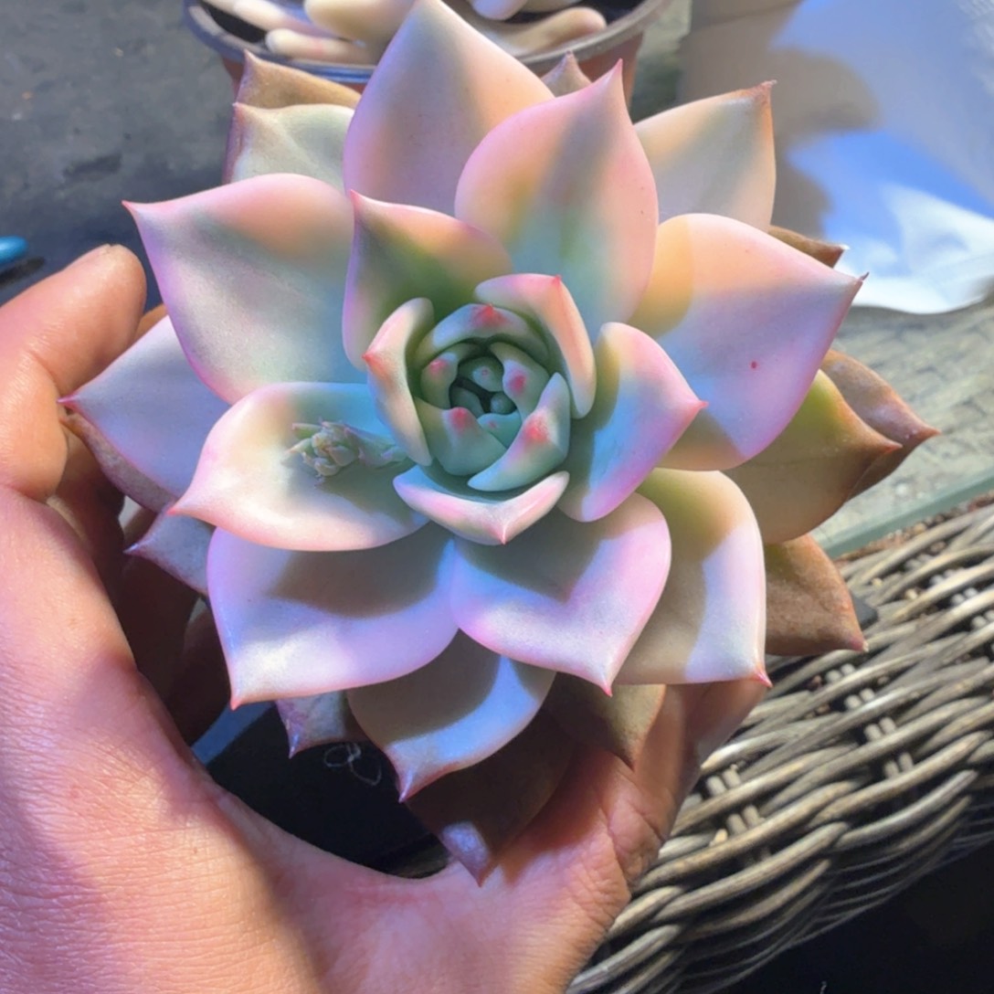 卡梅拉锦  锦上园艺青岛场