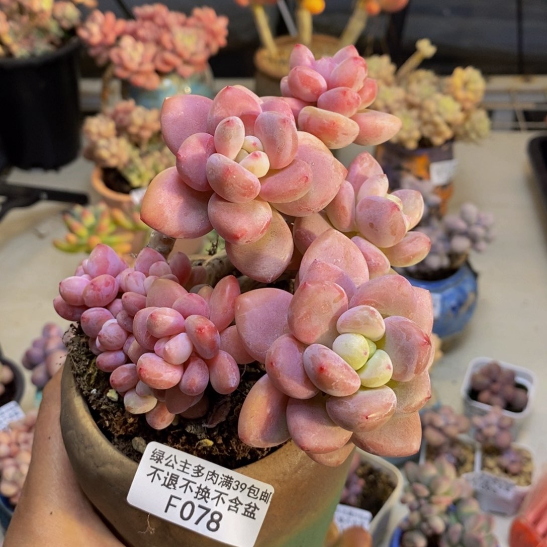 078樱花洛神多肉9cm