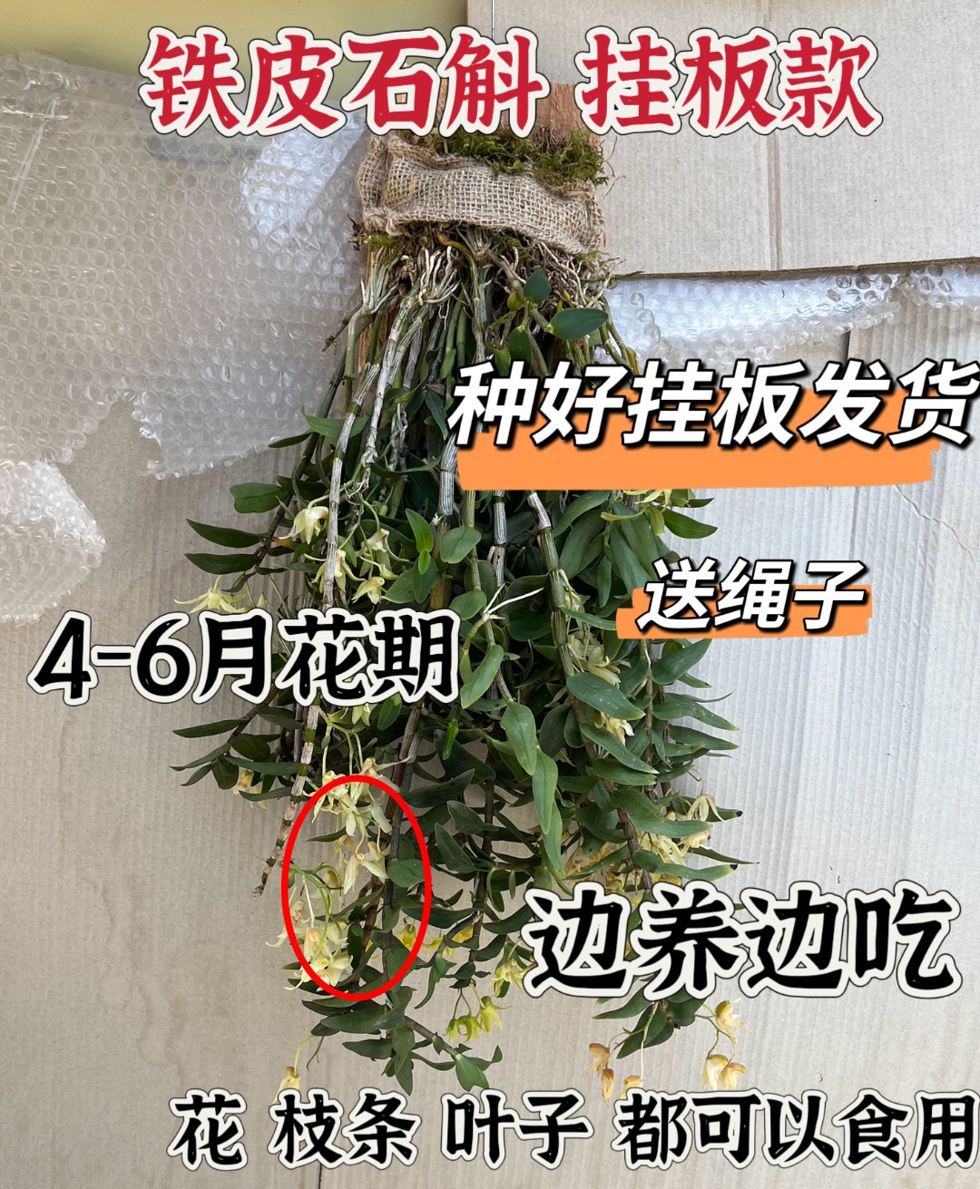 三年生正宗铁皮石斛板植物石斛兰兰花盆栽绿植4-7月开石斛盆栽