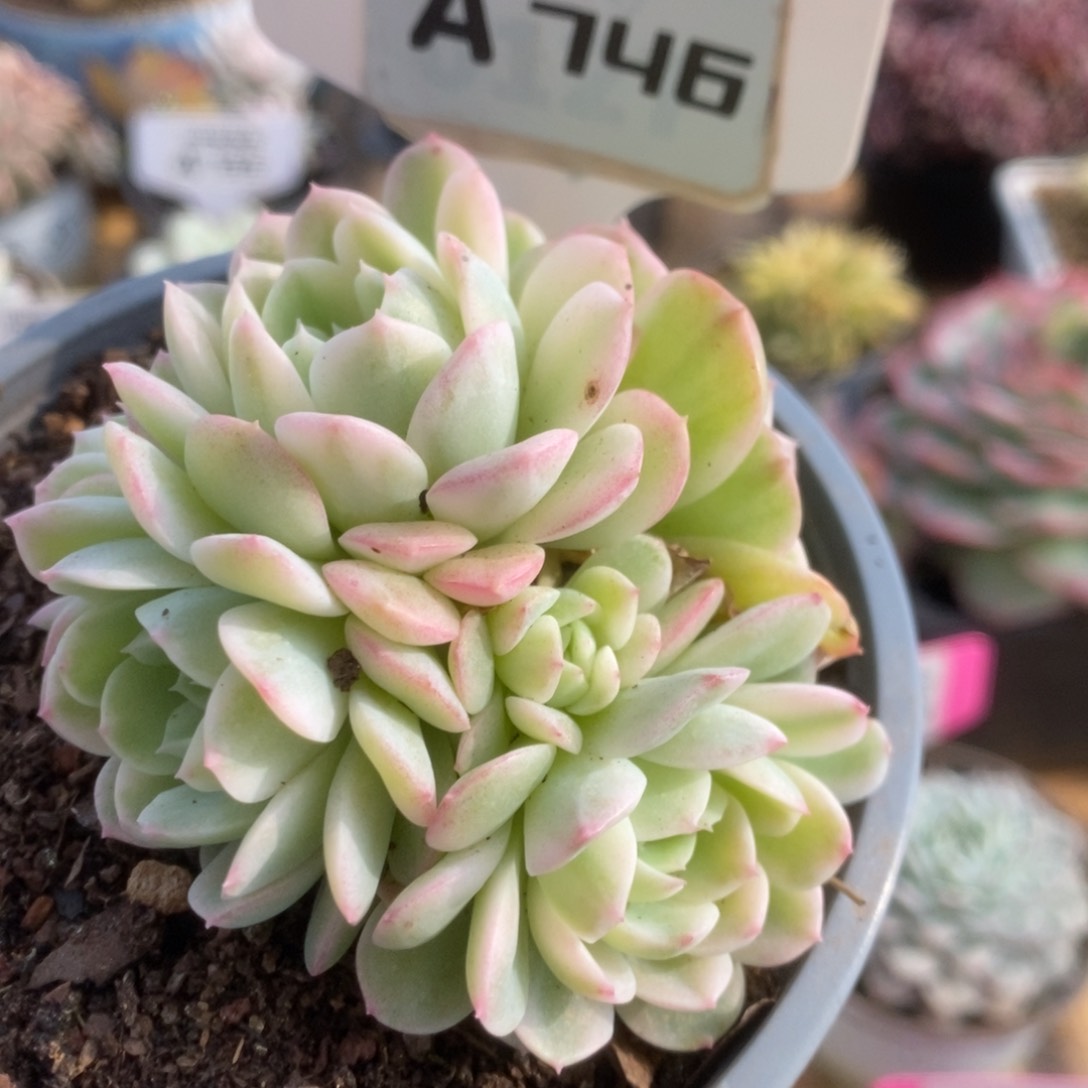 746茉莉花锦锦锦锦锦