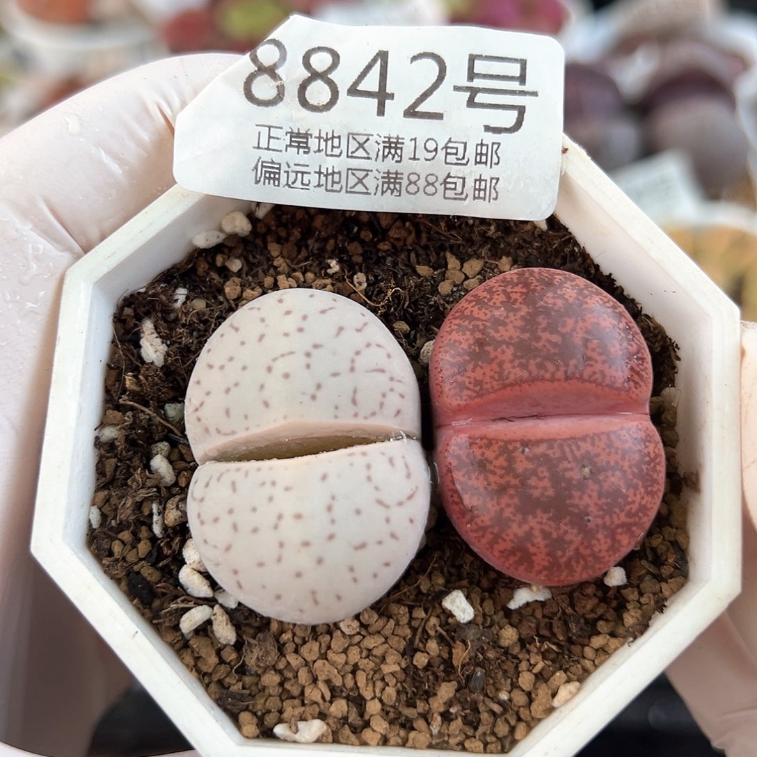 好养易活生石花大母本8842