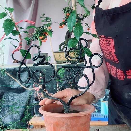 无花朵金弹子福寿。