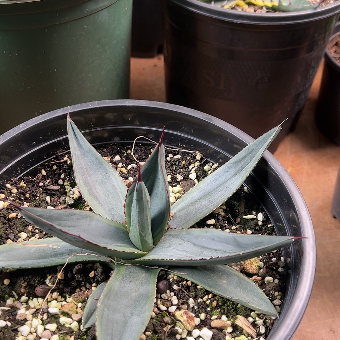 多肉植物三十三浅覆