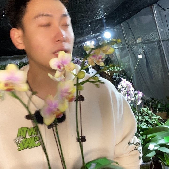 无花朵祥云蝴蝶兰