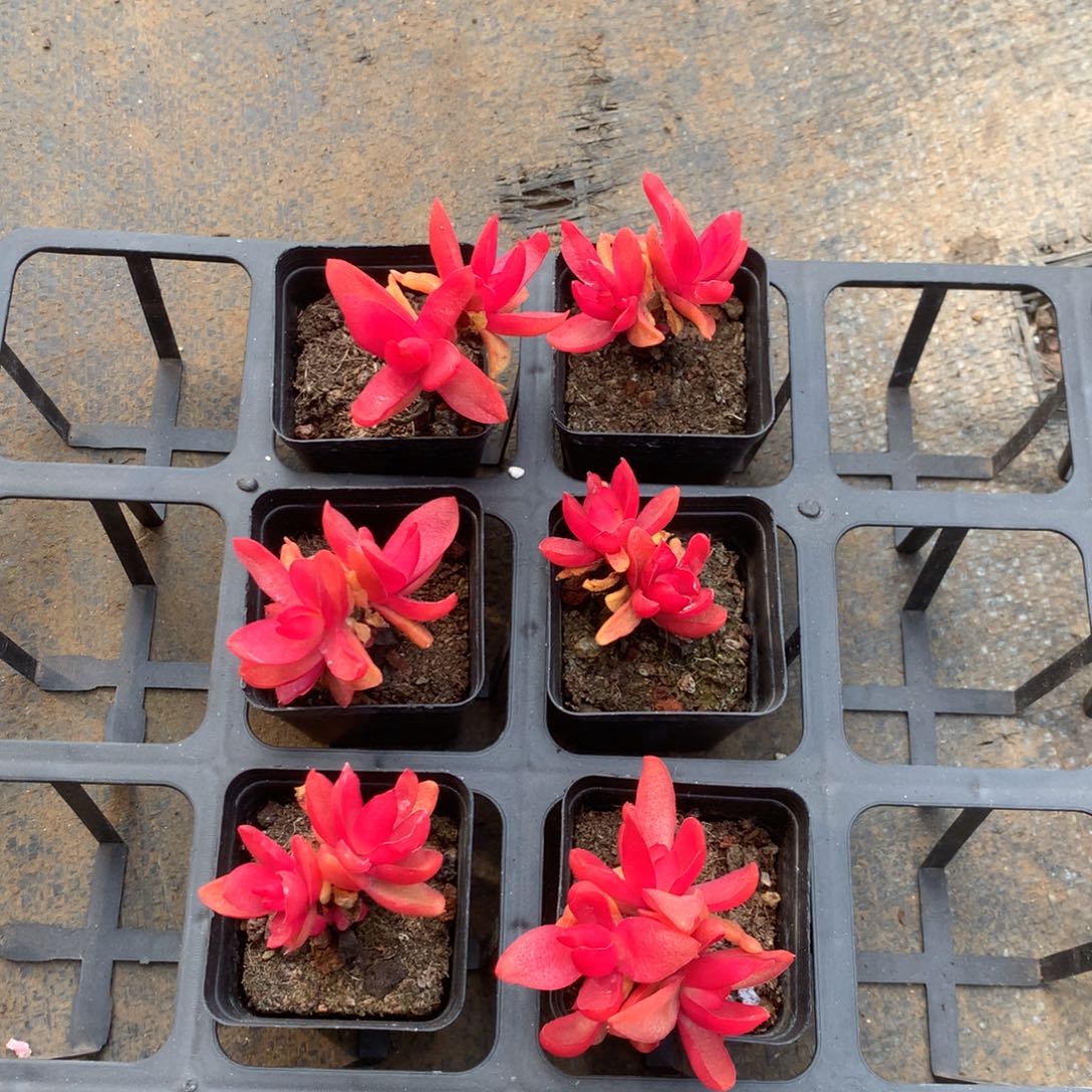 兰***清洁生产工作取得赐匾及