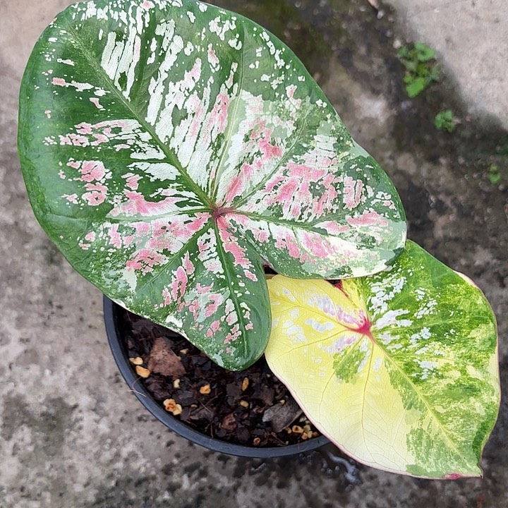 22-1110六月新娘广东现货