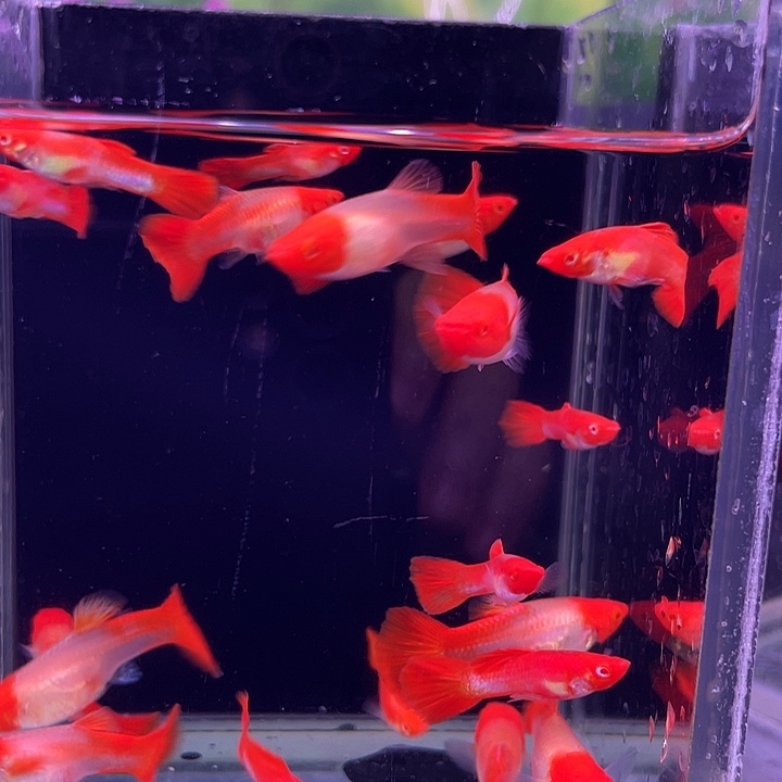 孔雀鱼红头20条孔雀
