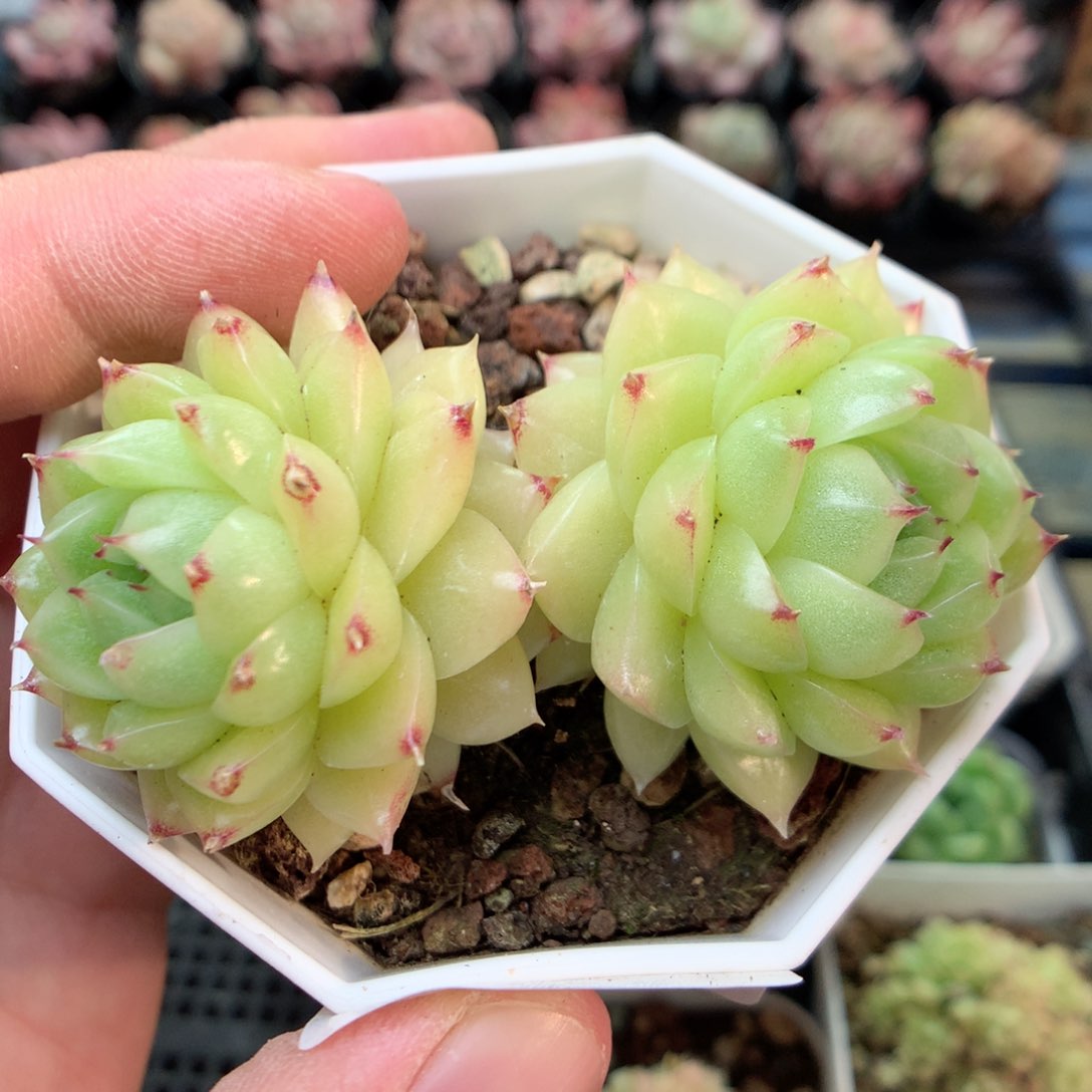 G139两颗，柿子多肉20包邮两天凑单