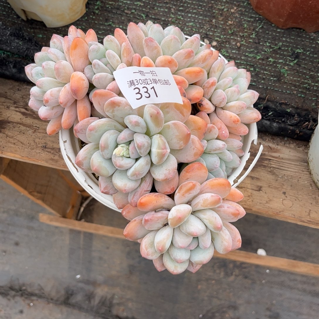 芸***妹331香水多肉植物……