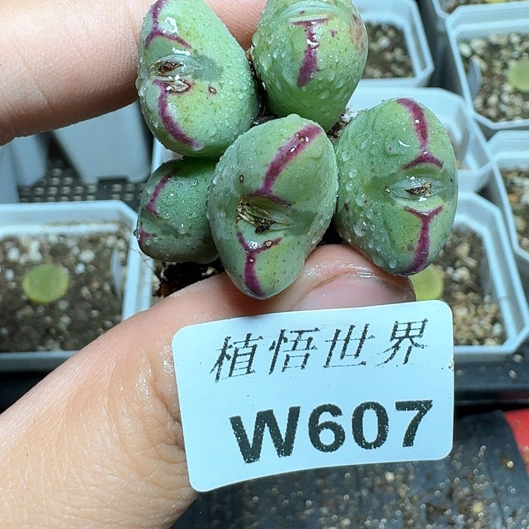 607盒多肉植物哇c f