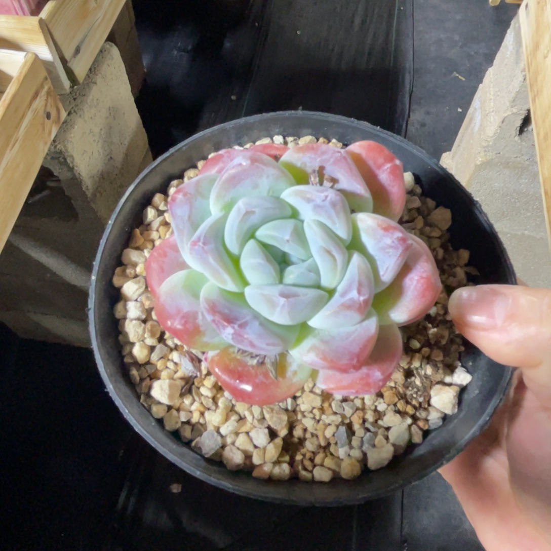 冰玉 一物一拍不支持退换