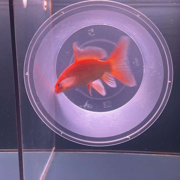 蝴蝶鲤鱼67号小红