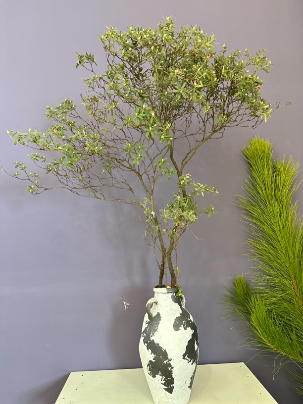 直播间山野花材绿植栀子花盆景室内栀子花盆栽南天竹栀子花锦集