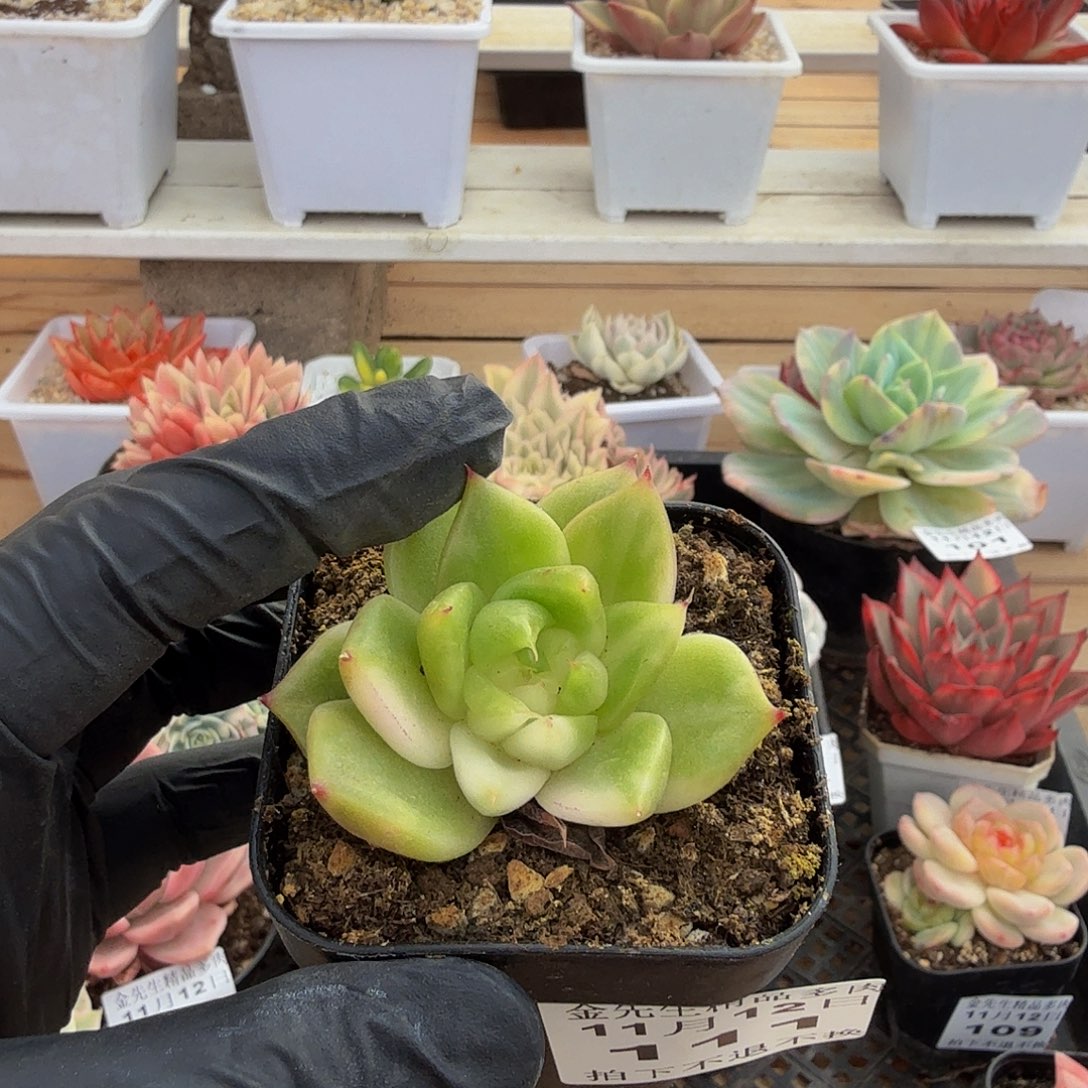 1112-111麦秆锦单头