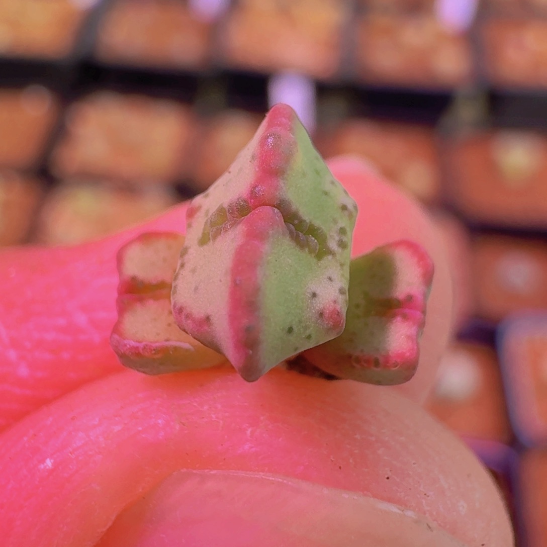 云缦新年特惠4.50 红线元宝SP 多肉