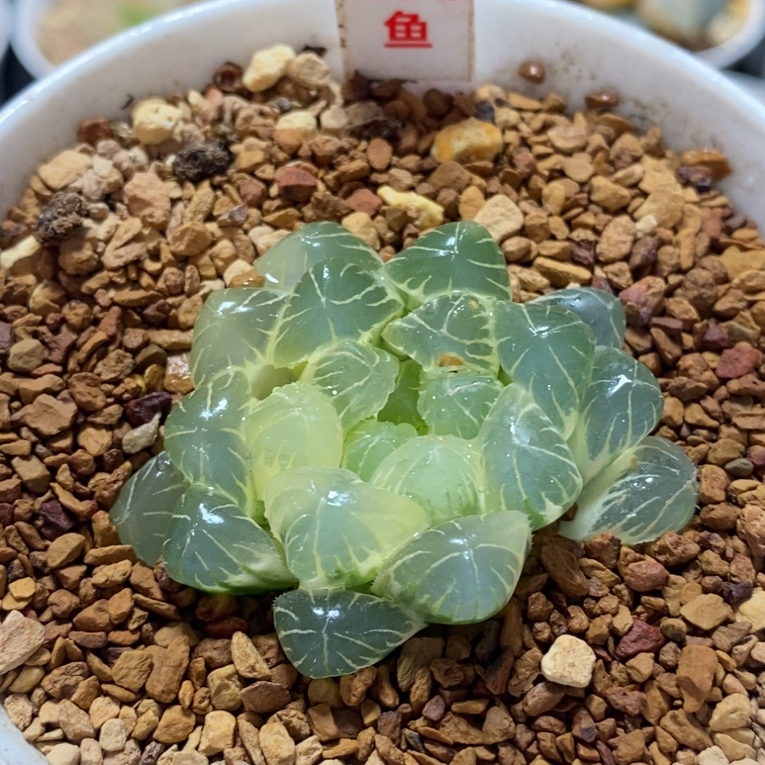 不开花植物464玉露