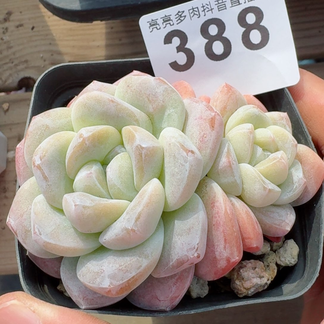 冰玉         精品多肉