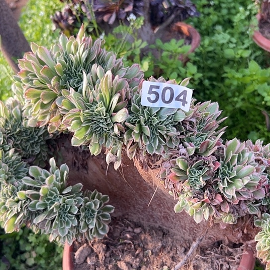 老***李多肉植物一个白凤504