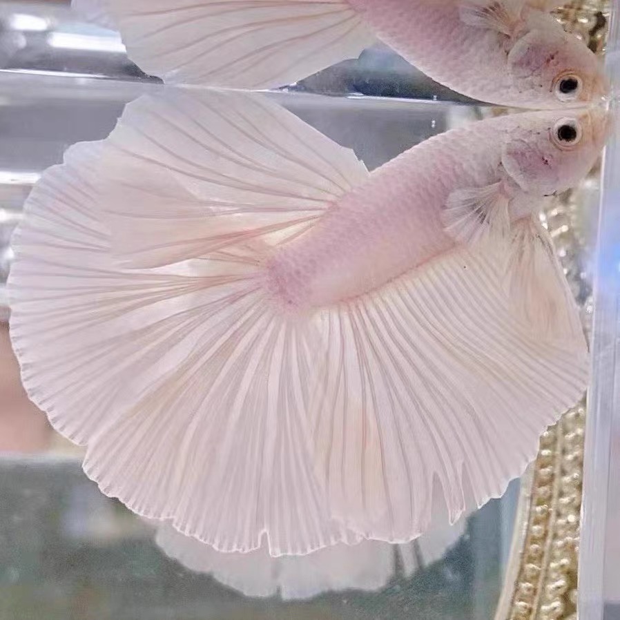 B4（73-96）泰国斗鱼活体精品观赏鱼活体（直播间选鱼）