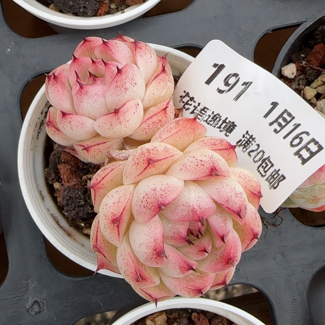 花语逸镜0116-191小魔仙