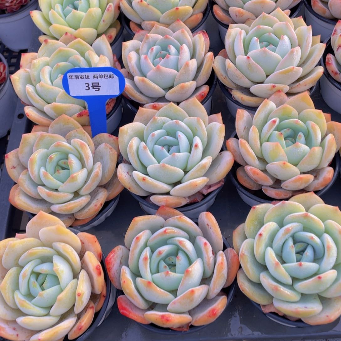 3号 母本宽叶大单头凤橙一个