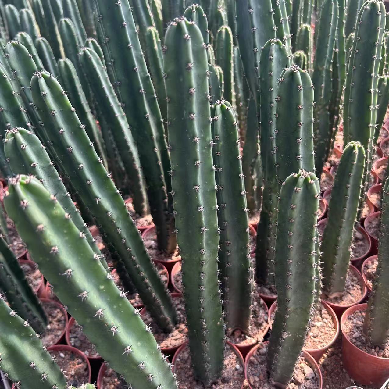 白花黑刺秀蒲    仙人球夏型种绿植盆栽桌面阳台