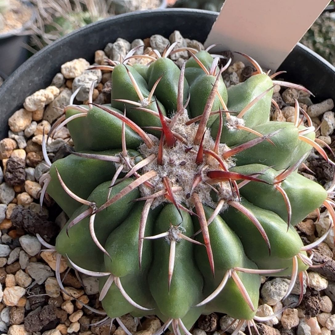 2007脱土发 实生圆盘