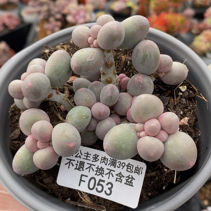 香水手指奶8cm053多肉植物