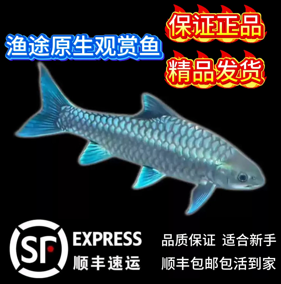 蓝吉罗活体观赏鱼（签收后2小时内需要提供开箱视频才可包售后）