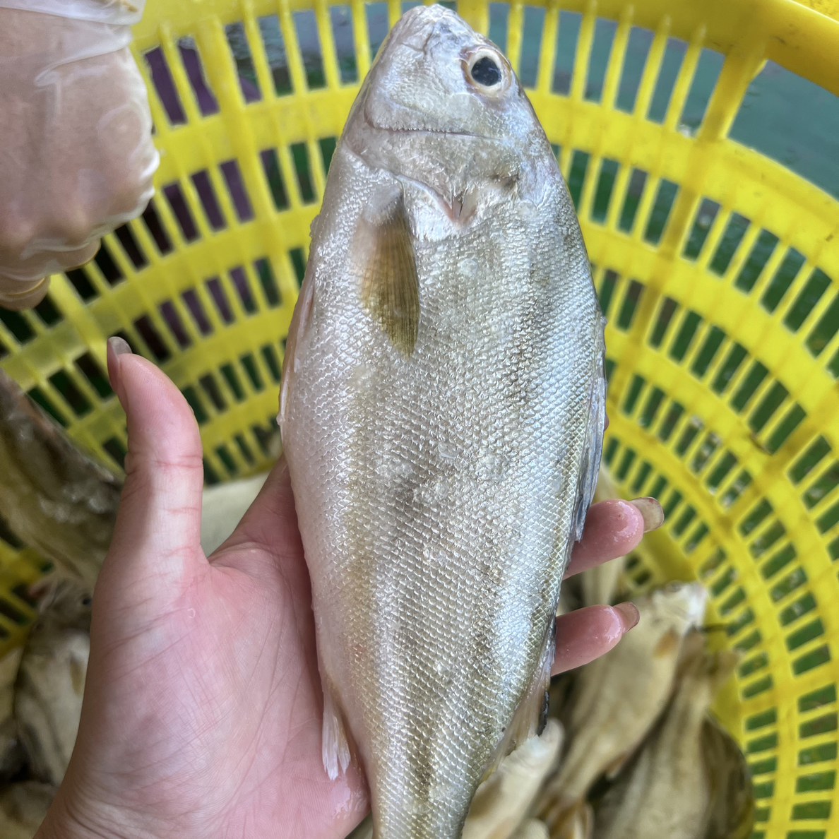 现捕新鲜天然的三线鱼