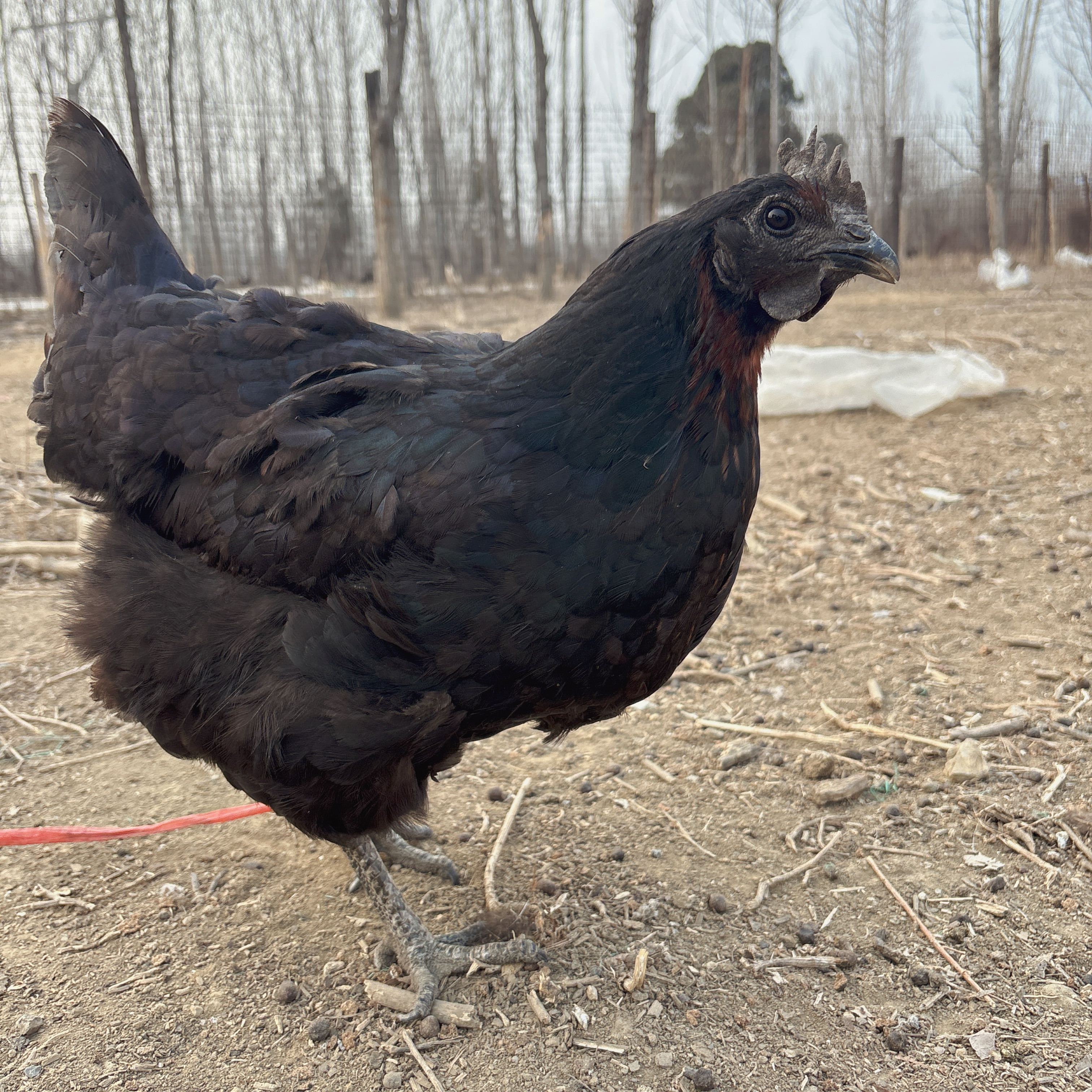 五黑鸡（六只）单只1.1斤左右