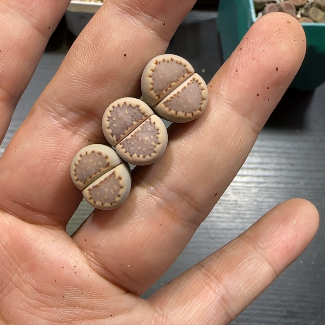 *****12.1。 脱土发。.013饼干。 2048