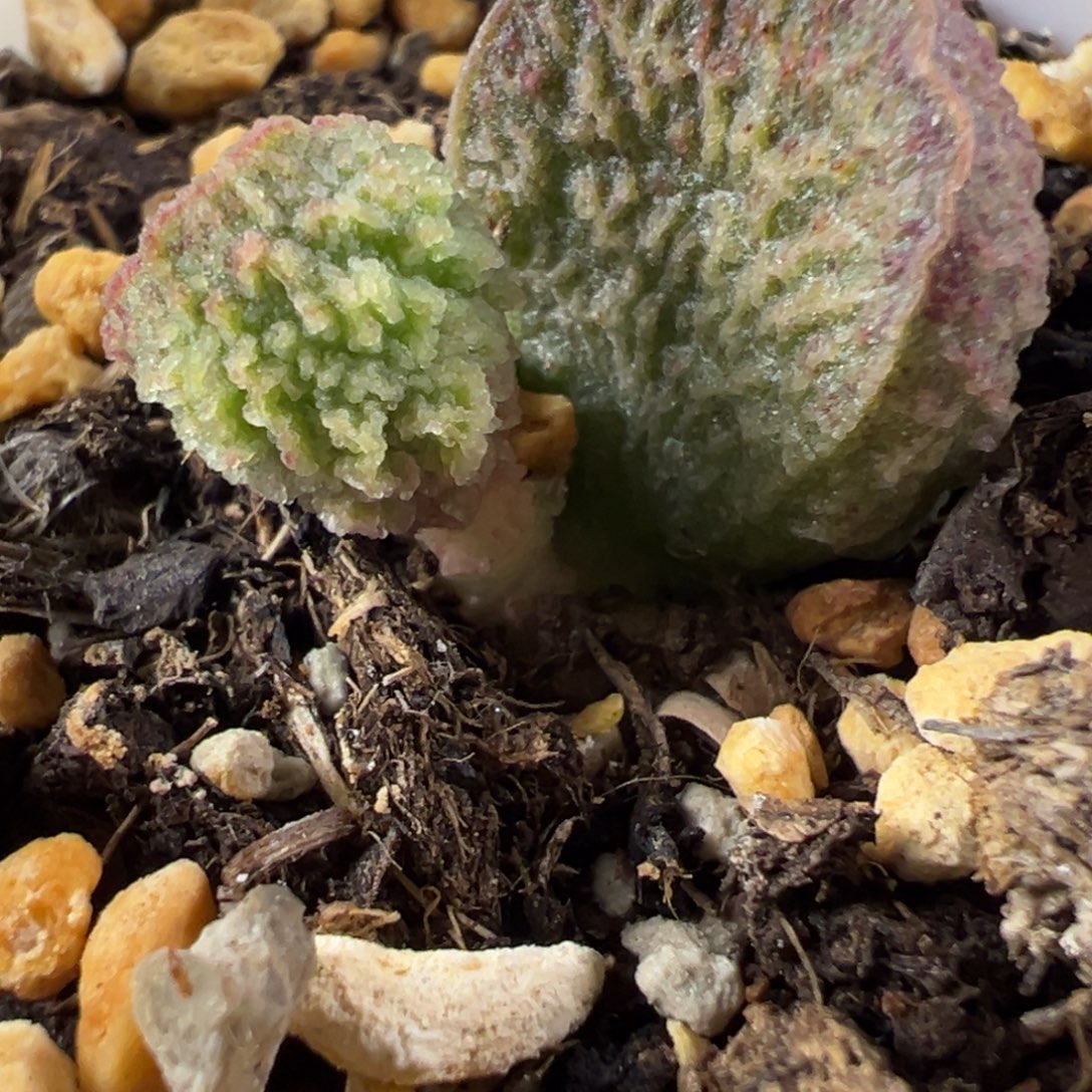 火烧云新品多肉植物水泡