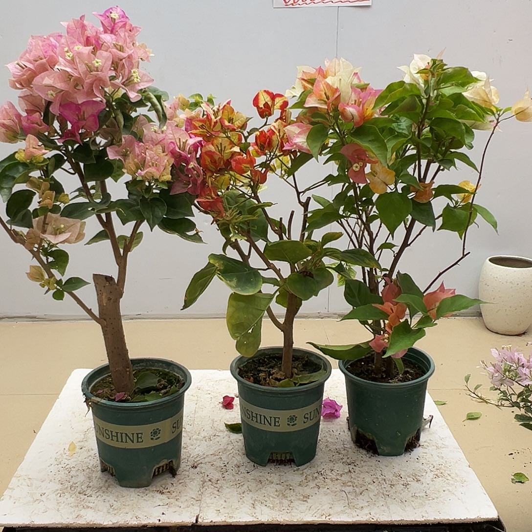 大部分花苞少量开放皇后，哪吒，浅彩虹组合