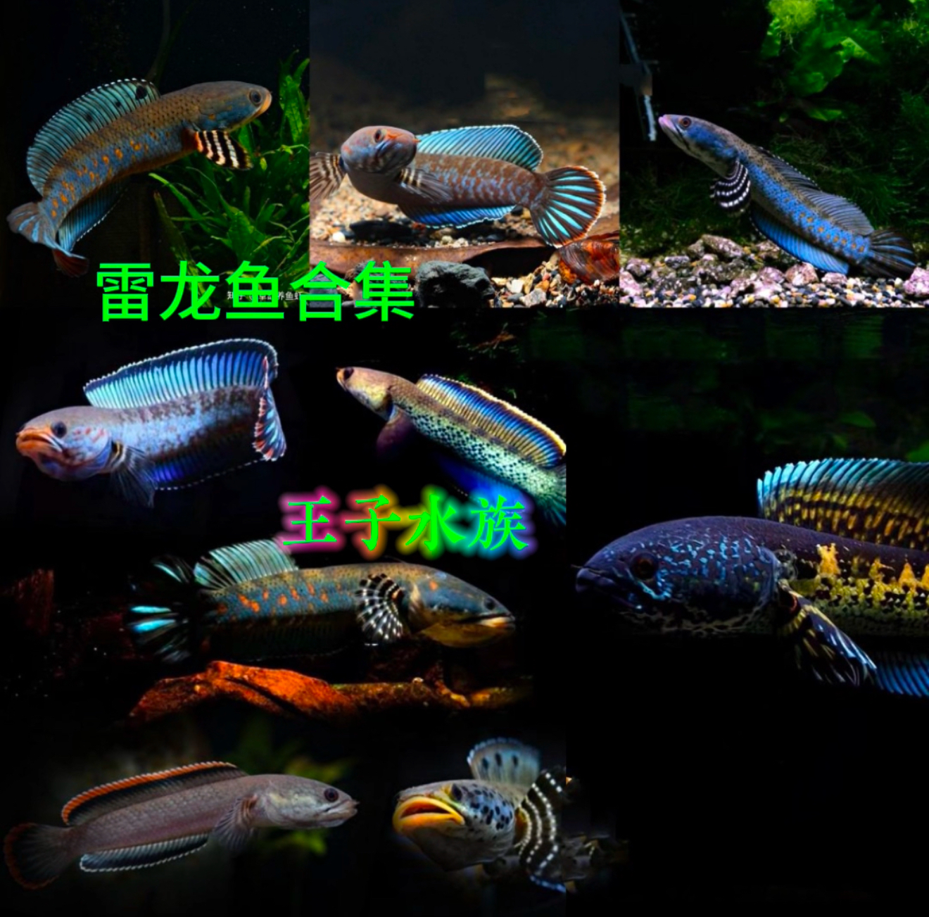 直播挑选雷龙鱼：一鱼一拍