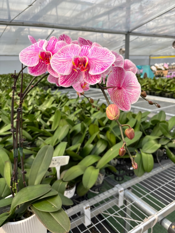 【单剑糖果粉】稀有马卡龙吸色盆栽蝴蝶兰 带花和花苞发货 基地直发