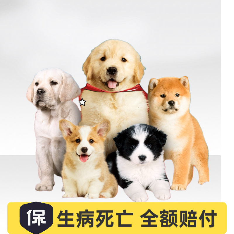 （JR萌宠）金毛比熊拉布拉多