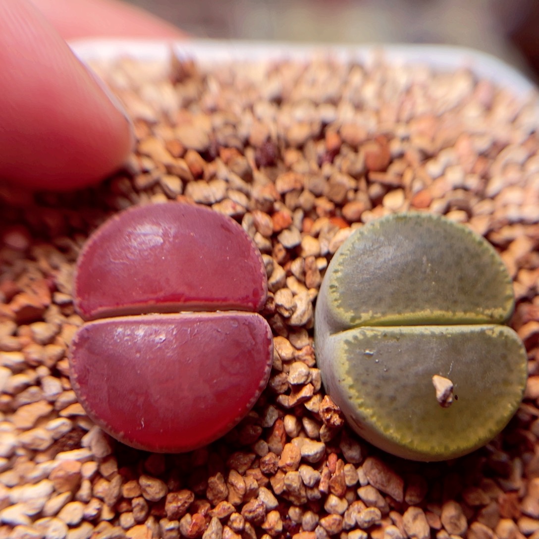 334号带盆盆包邮发货