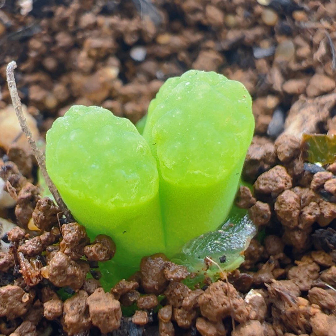 133多肉植物百科磁铁