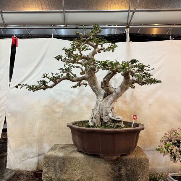 庭院观赏三角梅盆景老桩四季开花造型优美