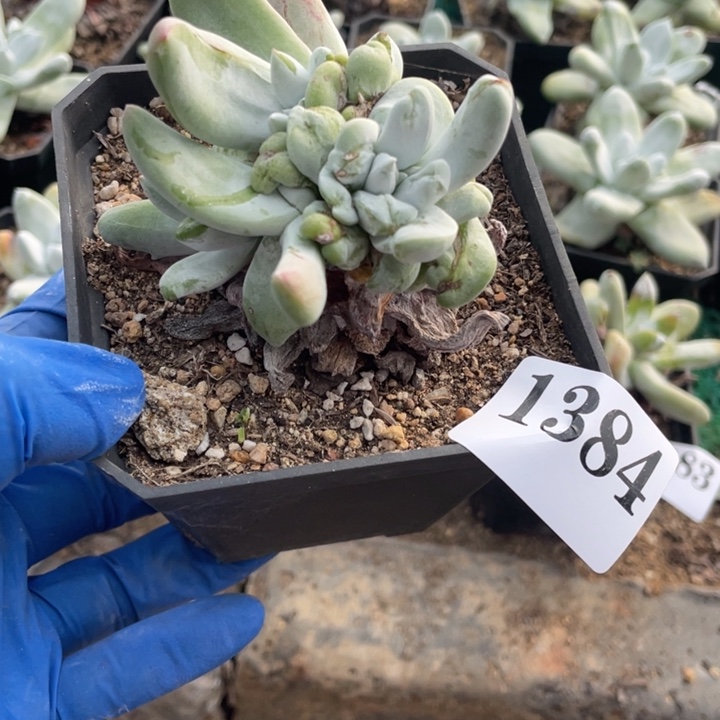 384号拇指山东多肉植物