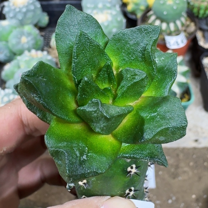 福利苗接大尤龙角0730