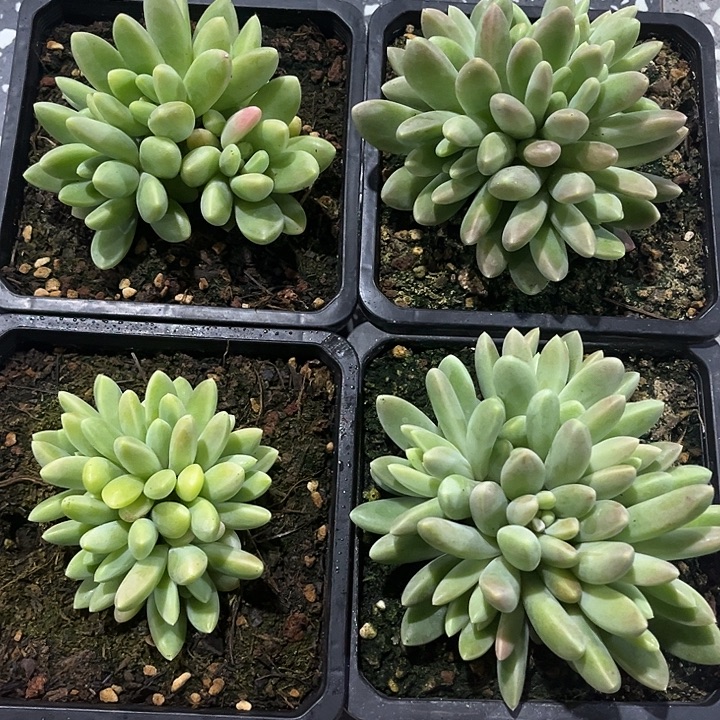 橙色奇迹多头多肉