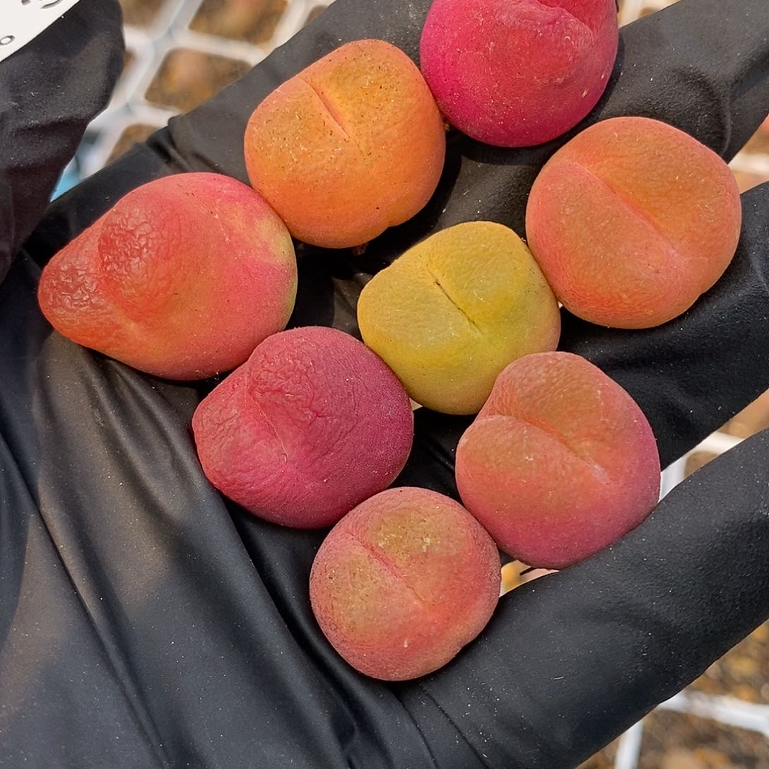 桃喜花园0526-3毛8颗