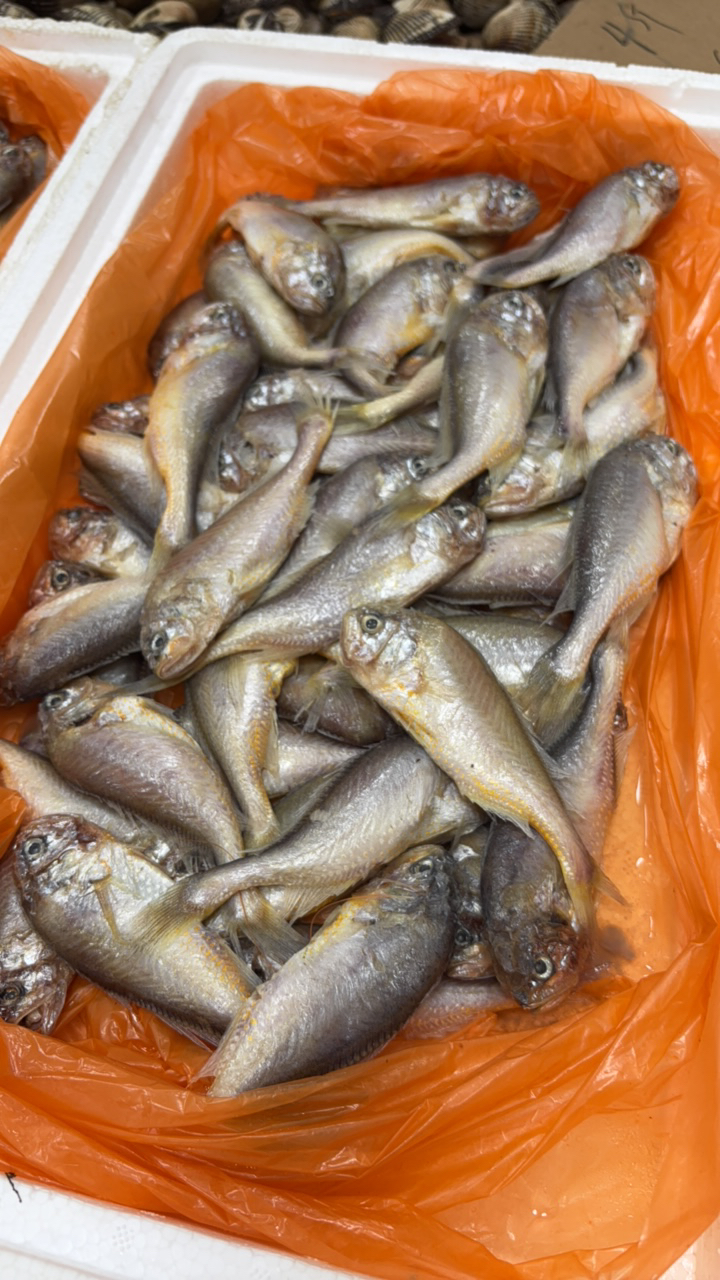 辽宁大连鲜冻大头宝鱼4斤