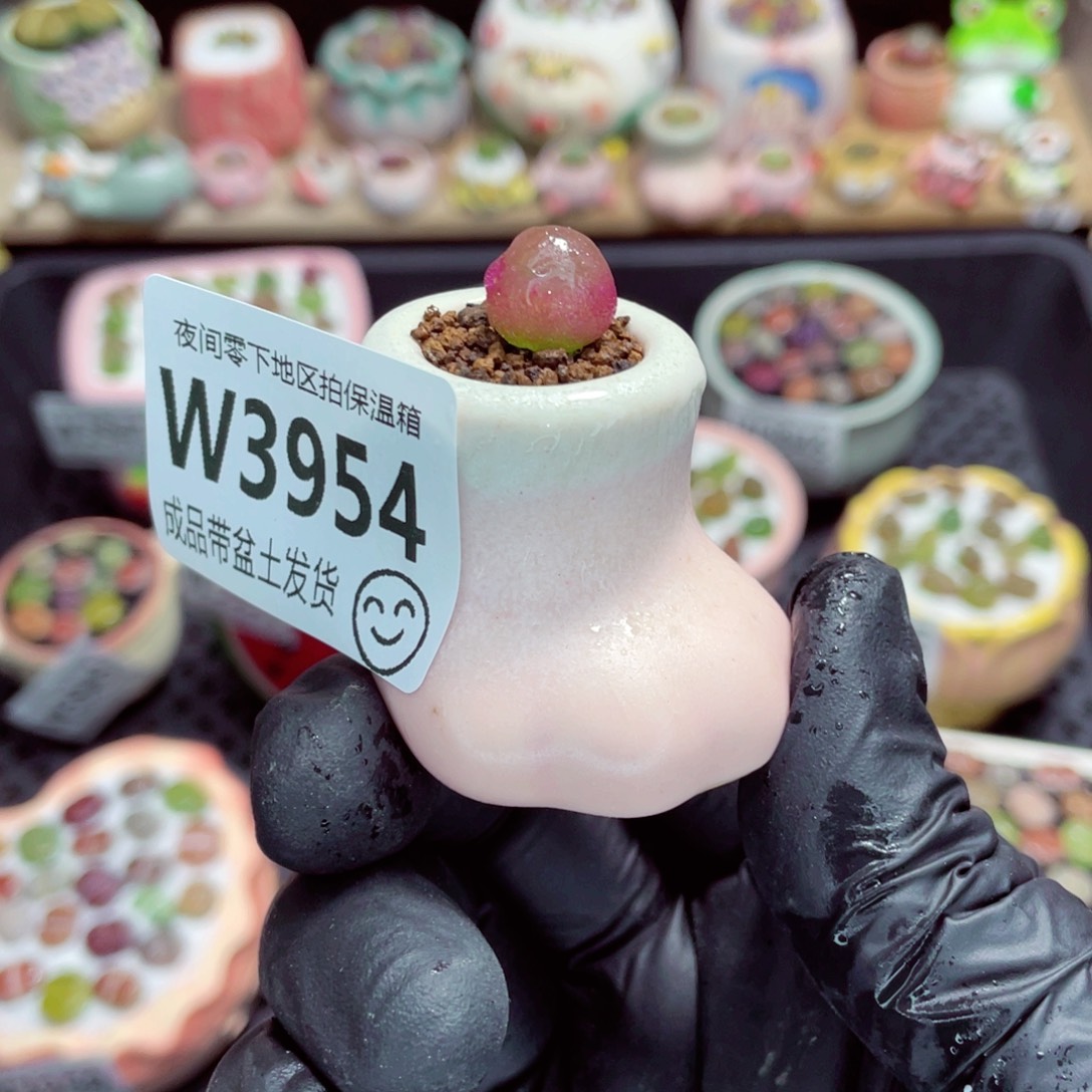 夜间零下地区拍保温箱w3954