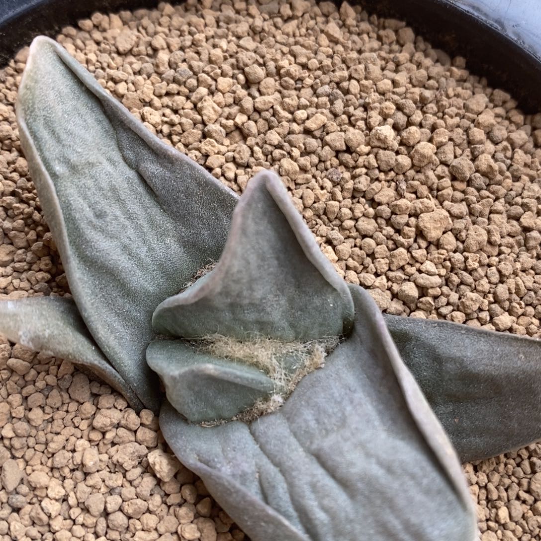 实生牛舌福利福利