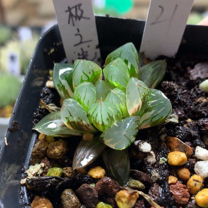 北极之光玉露锦一物一拍