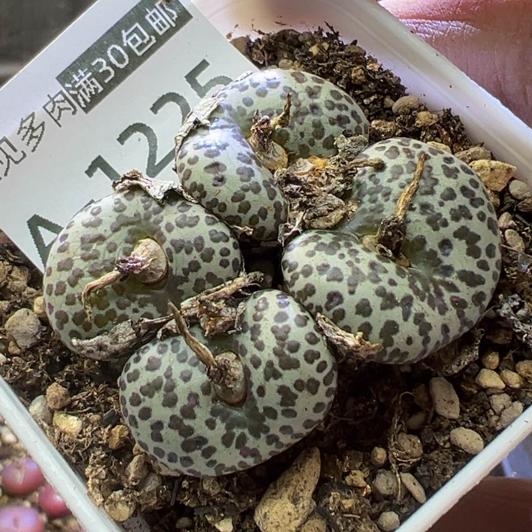 多肉植物111111111111111111