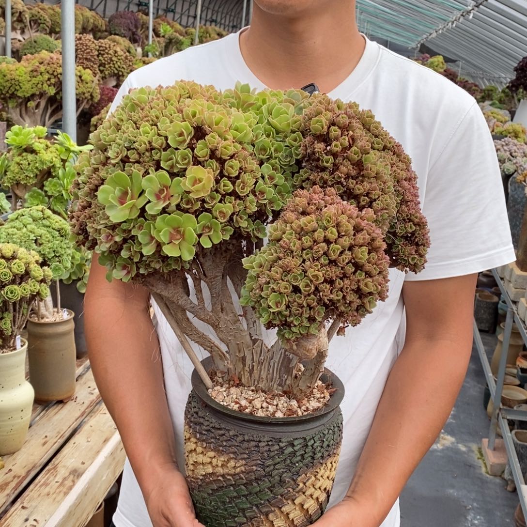 魅***影柠檬玫瑰朵朵缀不带盆土有干伤